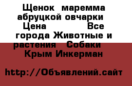 Щенок  маремма абруцкой овчарки › Цена ­ 50 000 - Все города Животные и растения » Собаки   . Крым,Инкерман